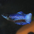 Round Tail Betta, Female (click for more detail)