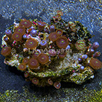 Red People Eater and Houdini Colony Polyp Rock Zoanthus Indonesia IM (click for more detail)