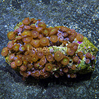Green People Eater Colony Polyp Rock Zoanthus Indonesia IM (click for more detail)