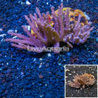 Tree Coral Indonesia (click for more detail)
