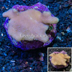 Devil's Hand Leather Coral Indonesia (click for more detail)