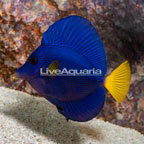 Purple Tang (click for more detail)