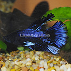 Butterfly Halfmoon Betta, Male (click for more detail)