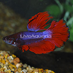 Purple and Red Halfmoon Betta (click for more detail)