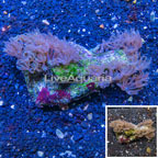 Waving Hand Coral Vietnam (click for more detail)
