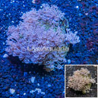 Xenia Coral Vietnam (click for more detail)