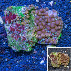 Zoanthus Coral Vietnam (click for more detail)
