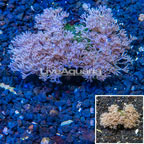 Xenia Coral Vietnam (click for more detail)