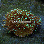 Torch Coral Indonesia (click for more detail)