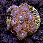 USA Cultured Ultra Zoanthus (click for more detail)