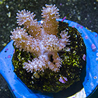 Paralemnalia Leather Coral Indonesia (click for more detail)