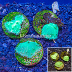 LiveAquaria® Three Pack Cultured Green Cabbage Leather Coral (click for more detail)