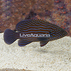Blue Line Grouper (click for more detail)