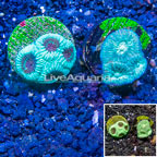 LiveAquaria® Two Pack Cultured Goniastrea Brain Coral (click for more detail)