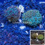 LiveAquaria® Two Pack Cultured Galaxea Coral (click for more detail)