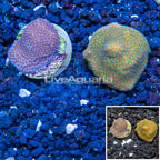 LiveAquaria® Two Pack Cultured Montipora Coral (click for more detail)