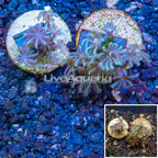 LiveAquaria® Two Pack Cultured Anthelia Coral (click for more detail)