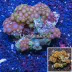 Zoanthus Coral Indonesia (click for more detail)