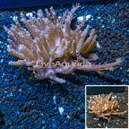 Tree Coral Indonesia (click for more detail)