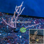 LiveAquaria® Two Pack Cultured Purple Sea Whip (click for more detail)