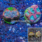 LiveAquaria® Two Pack Cultured Favia Coral (click for more detail)