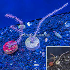 LiveAquaria® Two Pack Cultured Purple Sea Whip (click for more detail)