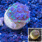 LiveAquaria® Cultured Hammer Coral (click for more detail)