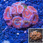 LiveAquaria® Cultured Acan Lord Coral (click for more detail)