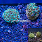 LiveAquaria® Two Pack Cultured Galaxea Coral (click for more detail)