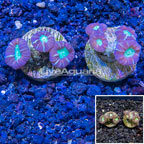 LiveAquaria® Two Pack Cultured Candy Cane Coral (click for more detail)