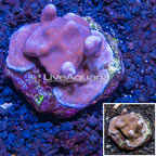 Blue Ridge Coral Indonesia (click for more detail)