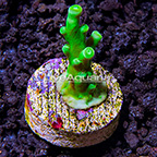 LiveAquaria® Neon Wintergreen Branching Acropora Coral (click for more detail)