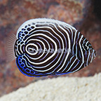 Emperor Angelfish, Juvenile [Blemish] (click for more detail)