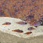 Chalk Bass (Group of 6) (click for more detail)