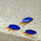 Captive-Bred Azure Damselfish (Trio) (click for more detail)
