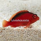 Flame Hawkfish  (click for more detail)