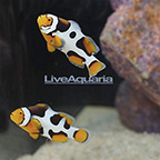 Bali Aquarich Captive-Bred Black Picasso P1 Percula Clownfish (Bonded Pair) (click for more detail)