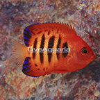 Flame Angelfish (click for more detail)