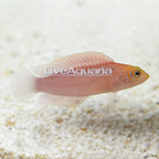 Fijian McCullochi Dottyback (click for more detail)