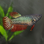 Multicolor Roundtail Betta, Female (click for more detail)