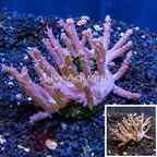 Tree Coral Indonesia (click for more detail)
