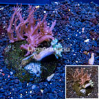 Tree Coral Combo Rock Indonesia (click for more detail)