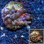 Zoanthus Coral Indonesia (click for more detail)