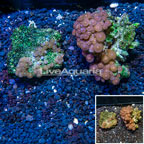 Zoanthus Coral Vietnam, Two Pack (click for more detail)
