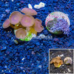 LiveAquaria® Cultured Pom Pom Xenia and Protopalythoa Coral, Two Pack (click for more detail)