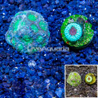 LiveAquaria® Cultured Acanthastrea Echinata and Goniastrea Coral, Two Pack (click for more detail)