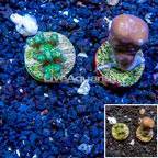LiveAquaria® Cultured Pocilloporal and Blue Ridge Coral, Two Pack (click for more detail)