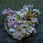 Glove Polyp Rock Indonesia (click for more detail)