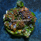 Miami Hurricane and X-Men Colony Polyp Rock Zoanthus Indonesia SM (click for more detail)