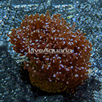 Frogspawn Coral Indonesia (click for more detail)